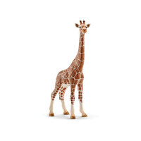 Giraffe, Female SC14750