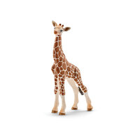 Giraffe, Calf SC14751