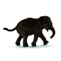 Asian Elephant Female Calf  SC14755