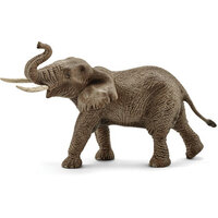 African Elephant Male SC14762