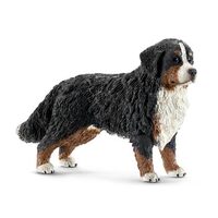Bernese Mountain Dog, Female SC16397