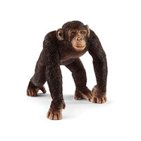 Chimpanzee Male  SC14817 