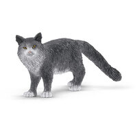 Maine Coon Cat SC13893