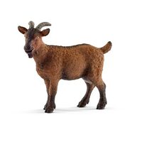 Goat  SC13828