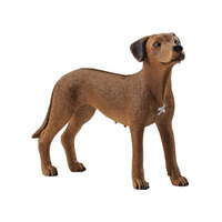  Rhodesian Ridgeback  SC13895