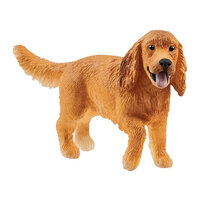  English Cocker Spaniel SC13896
