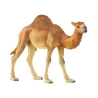 Dromedary (SC14832)