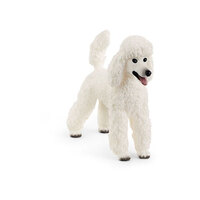  Poodle  SC13917