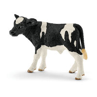 Holstein Calf SC13798
