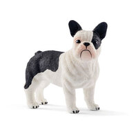 French Bulldog SC13877