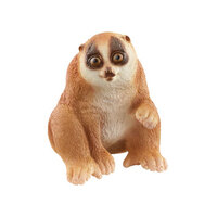  Slow Loris SC14852