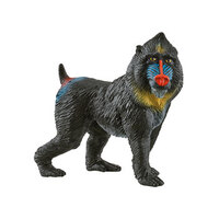  Mandrill  SC14856