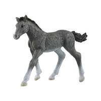  Trakehner Foal   SC13944