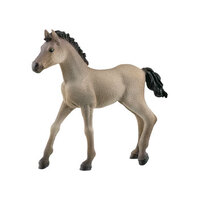 Criollo Definitivo Foal  SC13949