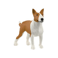  Bull Terrier  SC13966