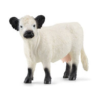  Galloway Cow  SC13960