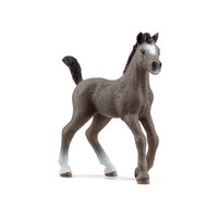 Selle Francais Foal  SC13957