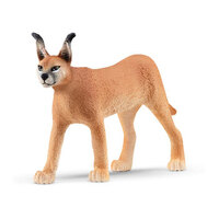  Caracal Female  SC14867
