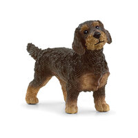 Wire-Haired Dachshund SC13972