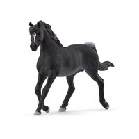 Arab Stallion SC13981