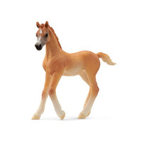 Arab Foal SC13984