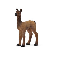Liama Foal (SC14890)