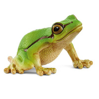 European Tree Frog SC14882