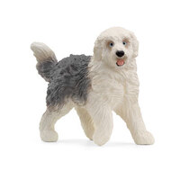 Old English Sheep Dog SC13968