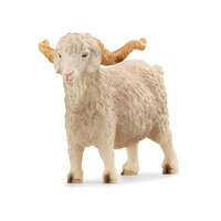 Angora Goat SC13970