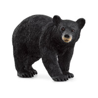 American Black Bear SC14869