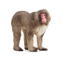 Japanese Macaque SC14871