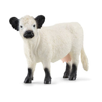 Galloway Cow SC13960