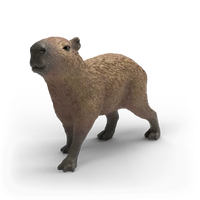 Capybara (SC14934)