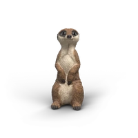 Meerkat (SC14935)