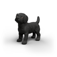 Black Labrador Retriever Female (SC14923)