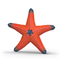 Starfish Color Change (SC14902)