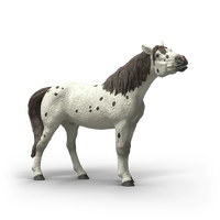Knabstrupper Gelding (SC14916)
