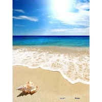 Seashell on Beach (PN1059)